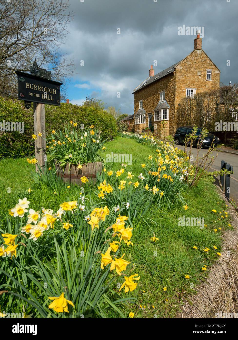 Burrough on the Hill, Jahrtausendschild mit Frühlingsnarzissen und altem Eisensteinhaus, Leicestershire, England, Großbritannien Stockfoto