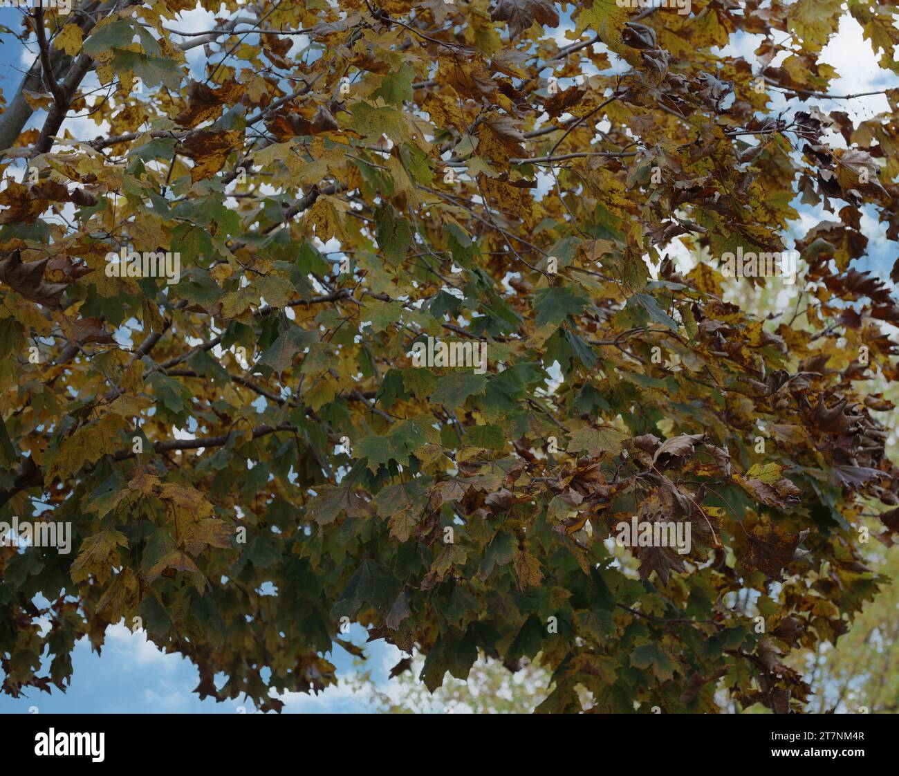 Nahaufnahme von Ästen eines Ahornbaums mit Blättern, die im Herbst von grün bis gelb und braun in Trevor, Wisconsin, USA Stockfoto