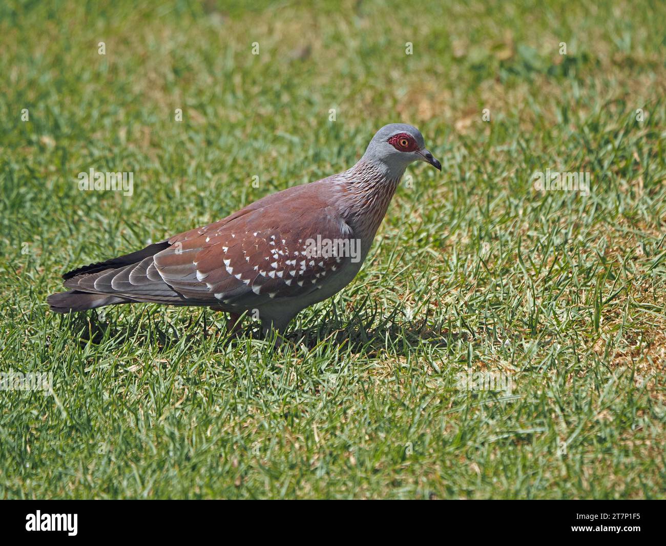Flecked Pigeon (Columba guinea), auch bekannt als afrikanische Steintaube oder Guineataube, die in kurzem Gras auf der Suche ist, Nanyuki Kenia, Afrika Stockfoto
