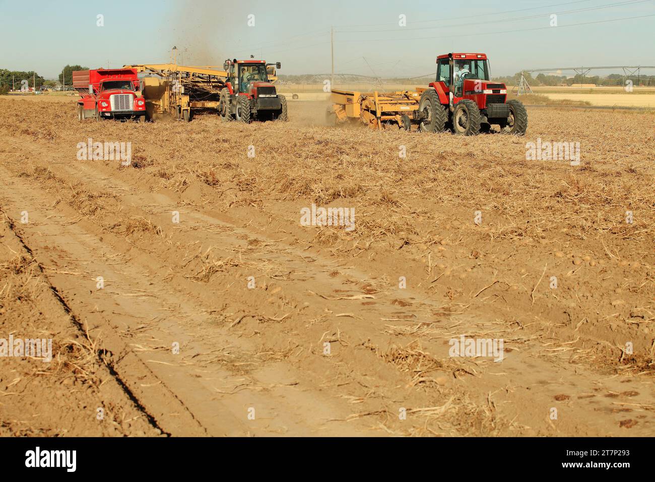 Landwirte und Außenarbeiter verwenden Landmaschinen für die Ernte von Russett-Kartoffeln. Die Kartoffeln werden von einer Kartoffelkombination gegraben und sanft nach oben gehoben Stockfoto