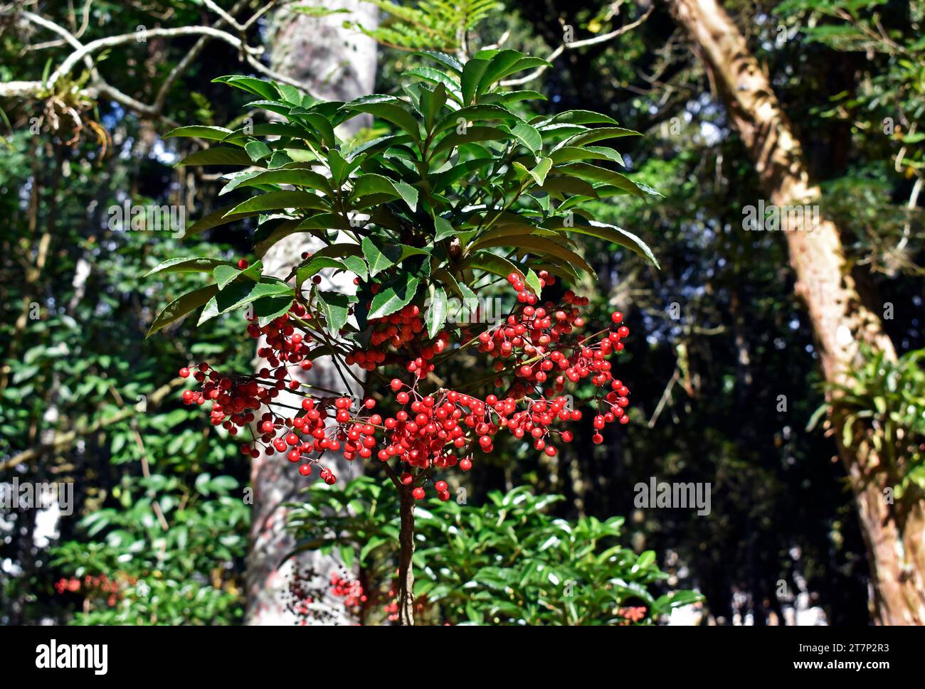 Weihnachtsbeere (Ardisia crenata) im Garten in Petropolis, Rio de Janeiro, Brasilien Stockfoto