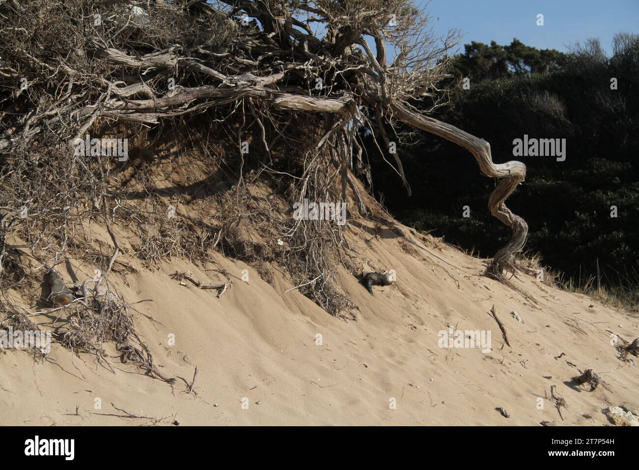 Punta Prosciutto, Apulien, Italien. Pflanzen an einem öffentlichen Strand, Teil des geschützten Meeresgebiets Porto Cesareo. Stockfoto