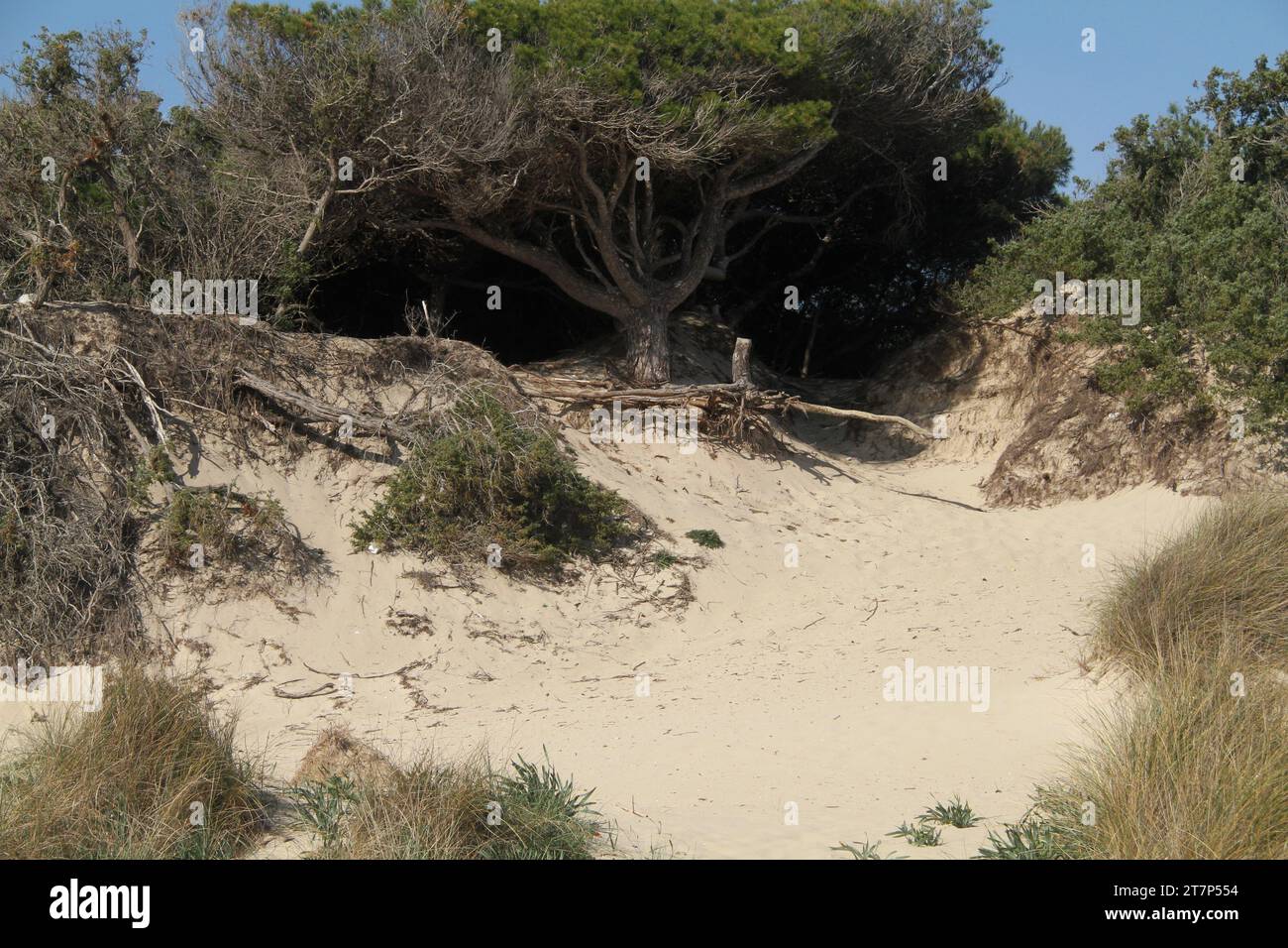 Punta Prosciutto, Apulien, Italien. Pflanzen an einem öffentlichen Strand, Teil des geschützten Meeresgebiets Porto Cesareo. Stockfoto