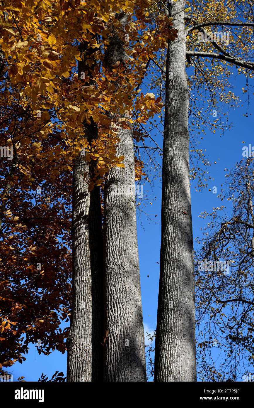 Bunte Herbstblätter auf Bäumen in einem Wald im Südwesten Virginias. Stockfoto