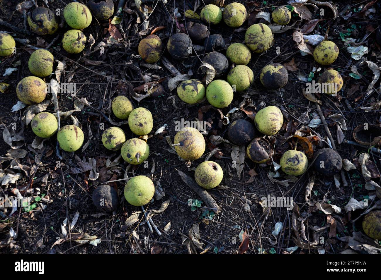 Nüsse verstreuen den Boden um einen schwarzen Walnussbaum im Südwesten Virginias. Stockfoto