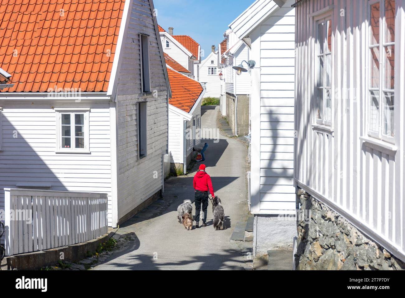 Junge Wanderhunde, Søragadå, Skudeneshavn, Insel Karmøy, Kreis Rogaland, Norwegen Stockfoto