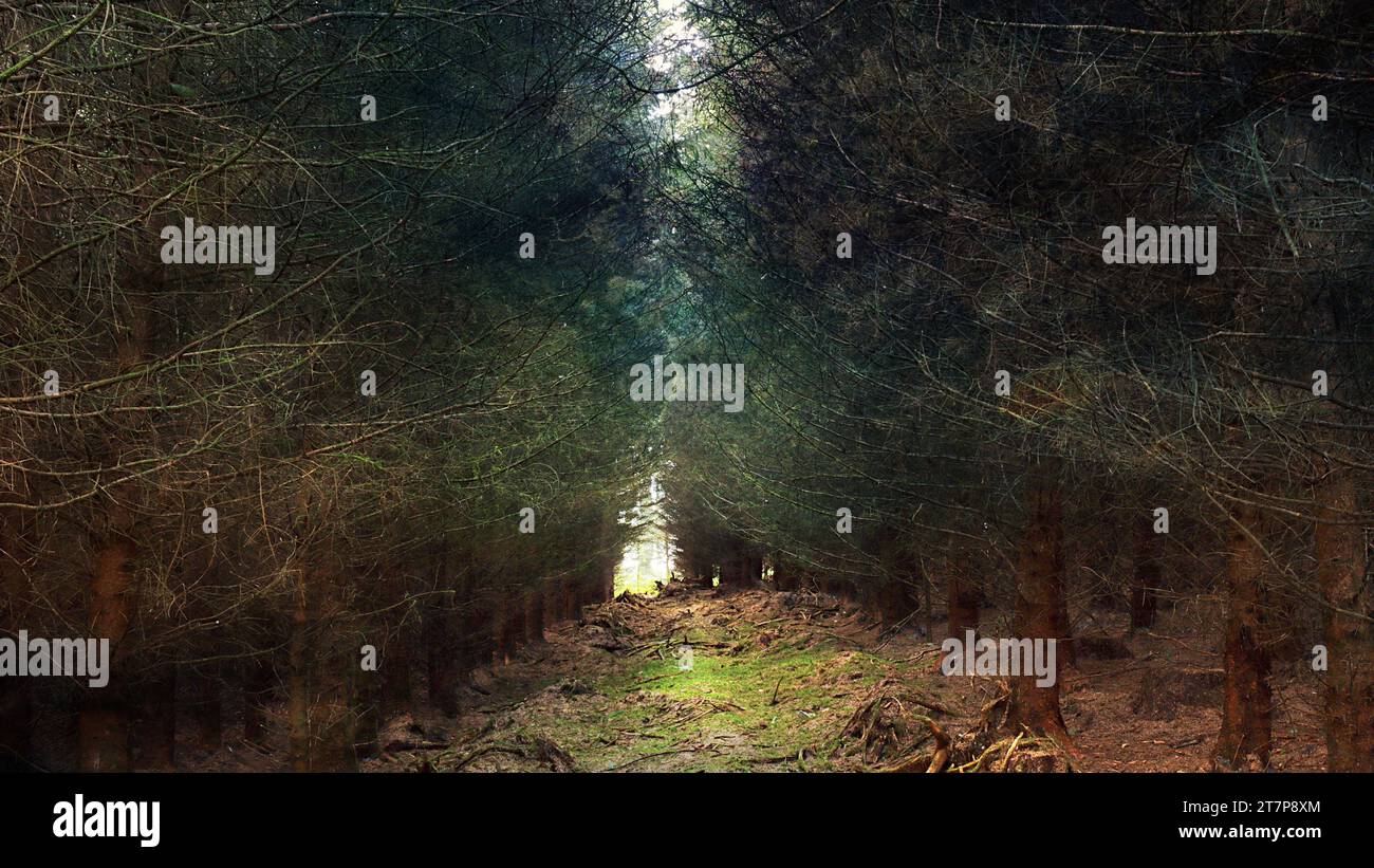 Ein Pfad in einem dunklen Wald, in dem Licht durch die Bäume kommt. Stockfoto