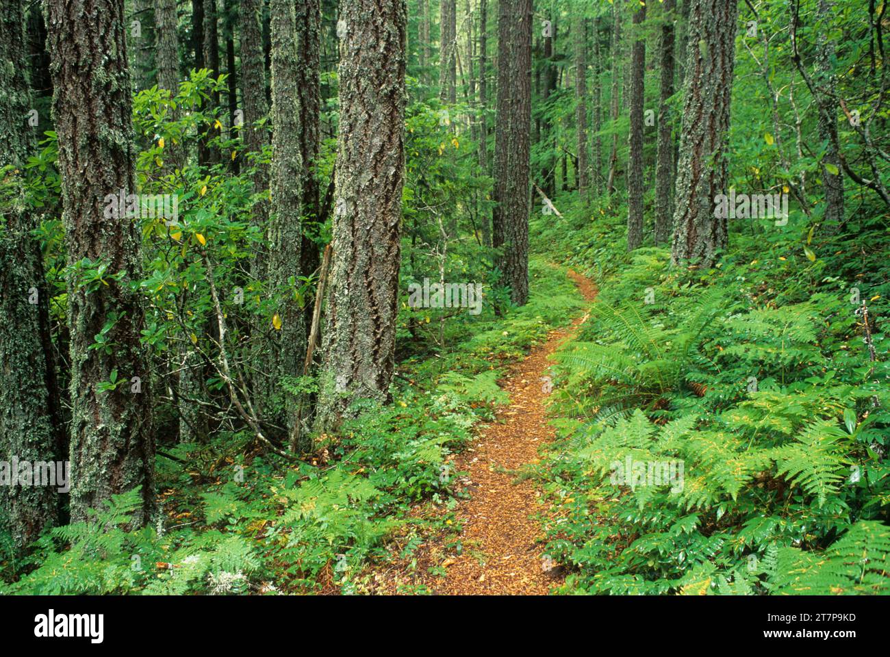 Salmon River Trail, Salmon-Huckleberry Wilderness, Mt Hood National Forest, Oregon Stockfoto