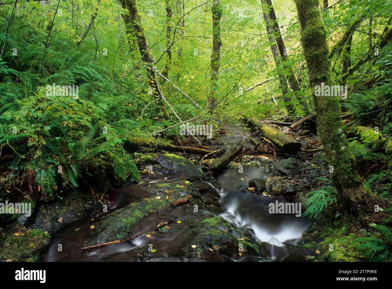 Kinzel Creek, Salmon-Huckleberry Wilderness, Mt Hood National Forest, Oregon Stockfoto