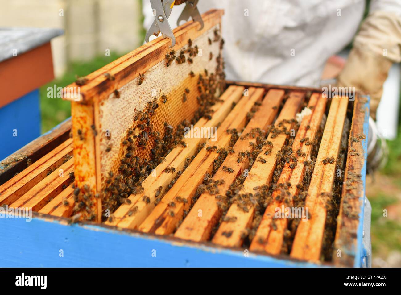 Ein Bienenstock mit Bienen. Nahaufnahme Stockfoto