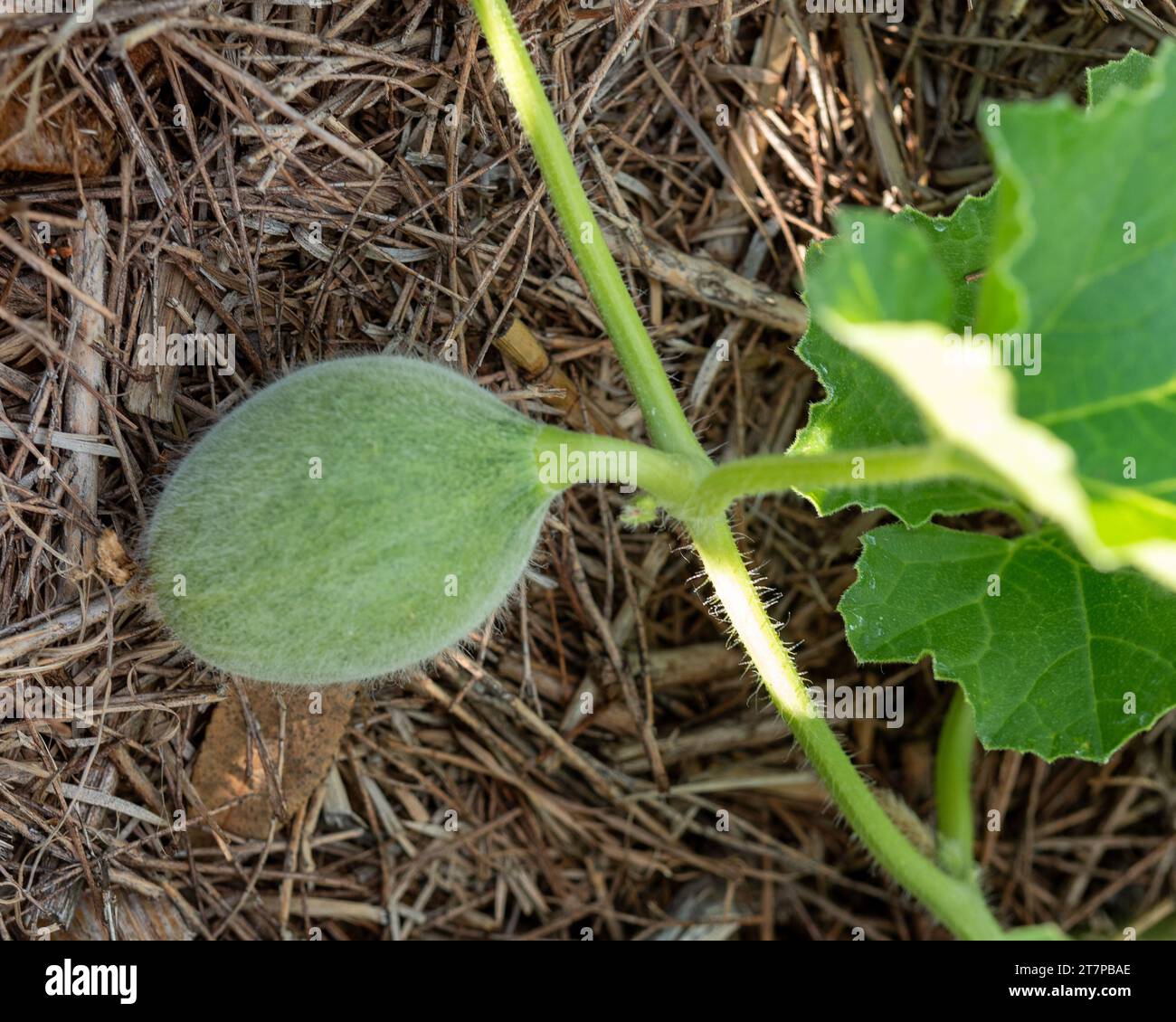 Rockmelon-Rebsorte, Fuzzy-grüne ovale Früchte, die zwischen grünen Blättern im Gemüsegarten wachsen Stockfoto