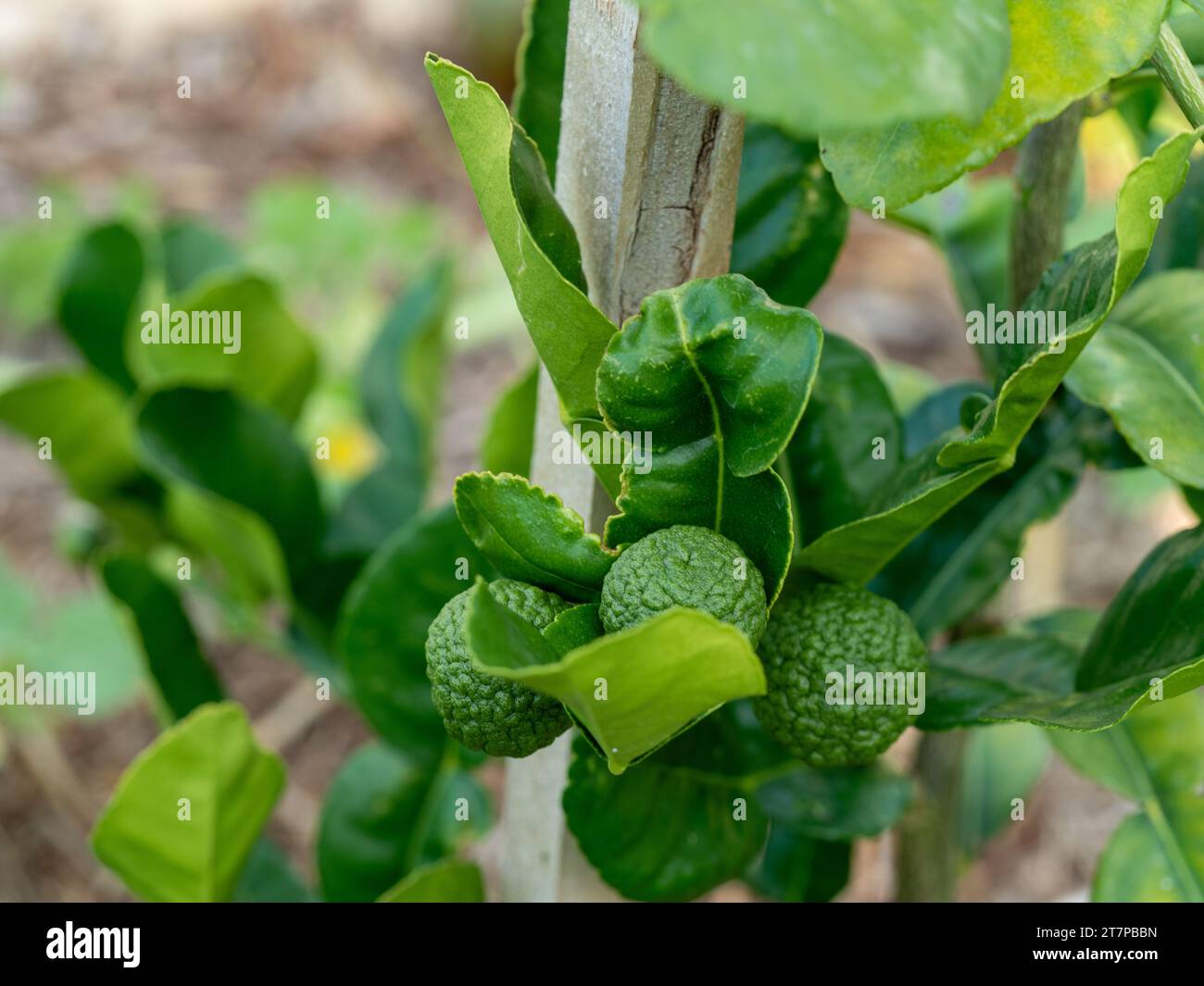 Kaffir-Limetten und Blätter auf einem jungen Baum, klumpige Schalen auf Früchten und Blätter, die häufig in der Küche verwendet werden, australischen Garten Stockfoto