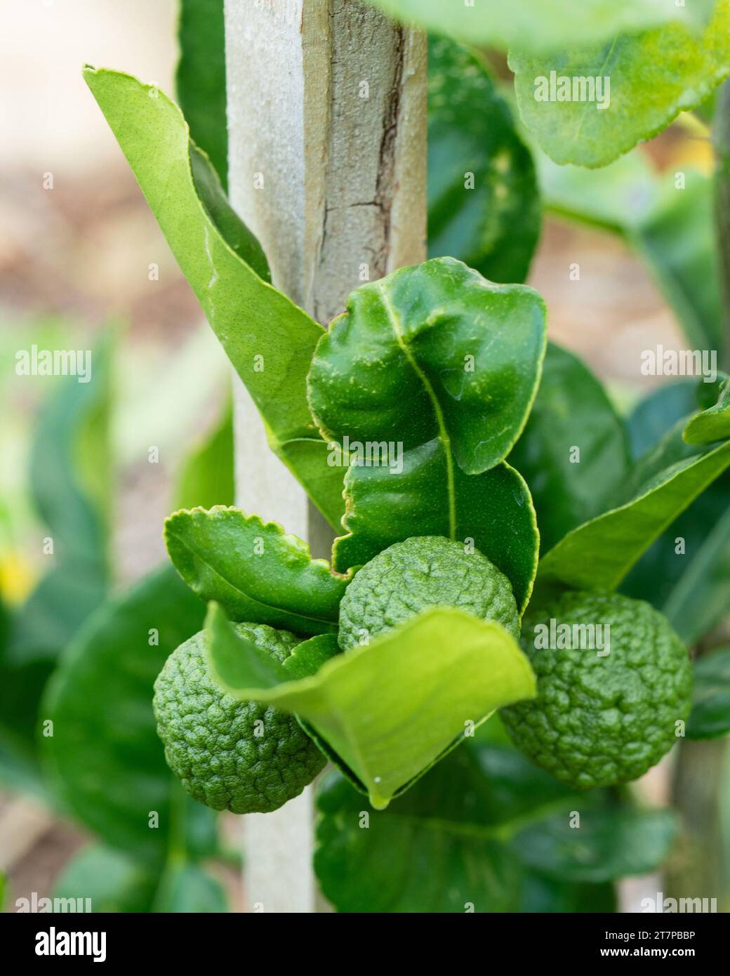 Kaffir-Limetten und Blätter auf einem jungen Baum, klumpige Schalen auf Früchten und Blätter, die häufig in der Küche verwendet werden, australischen Garten Stockfoto