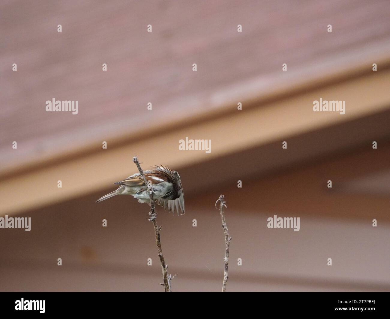 Haus Sparrow reinigt sich selbst auf einer Zweige Stockfoto