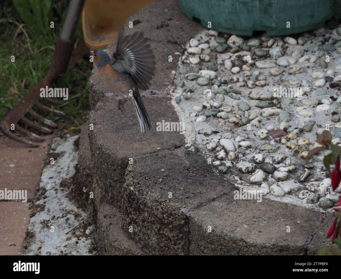 Kaffinch fliegt weg Stockfoto