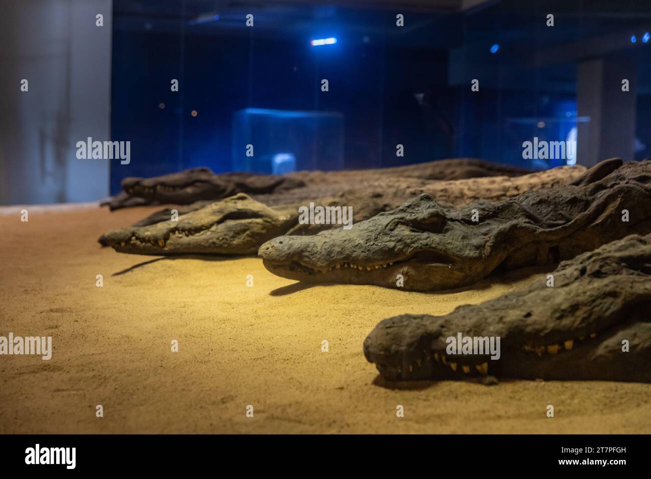 Mumifizierte Krokodilmumien im Krokodiltempel von KOM Ombo am Nil in Ägypten Stockfoto