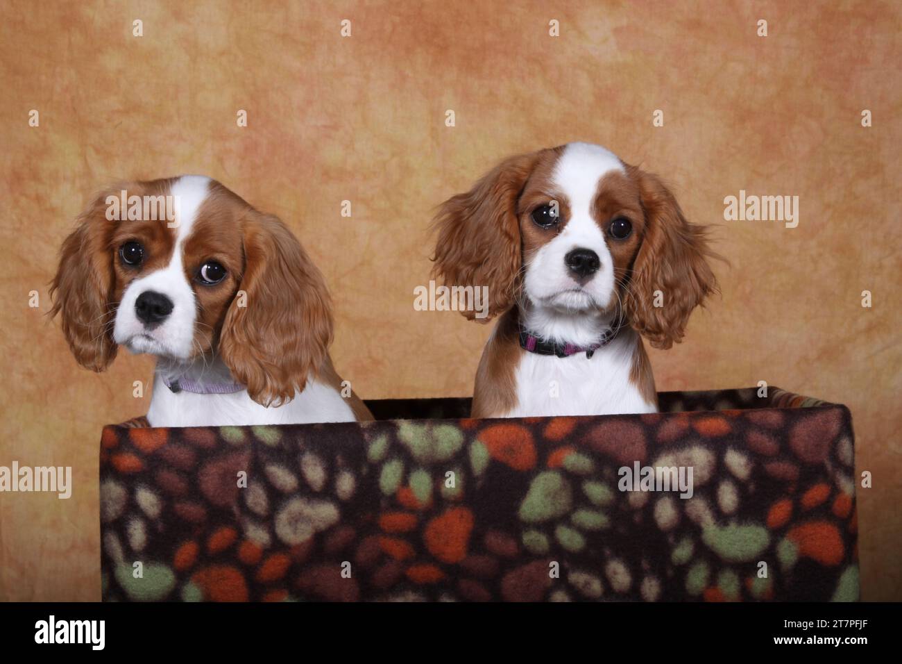 2 Kavalier King Charles Spaniels sitzen in einer dekorierten Box Stockfoto