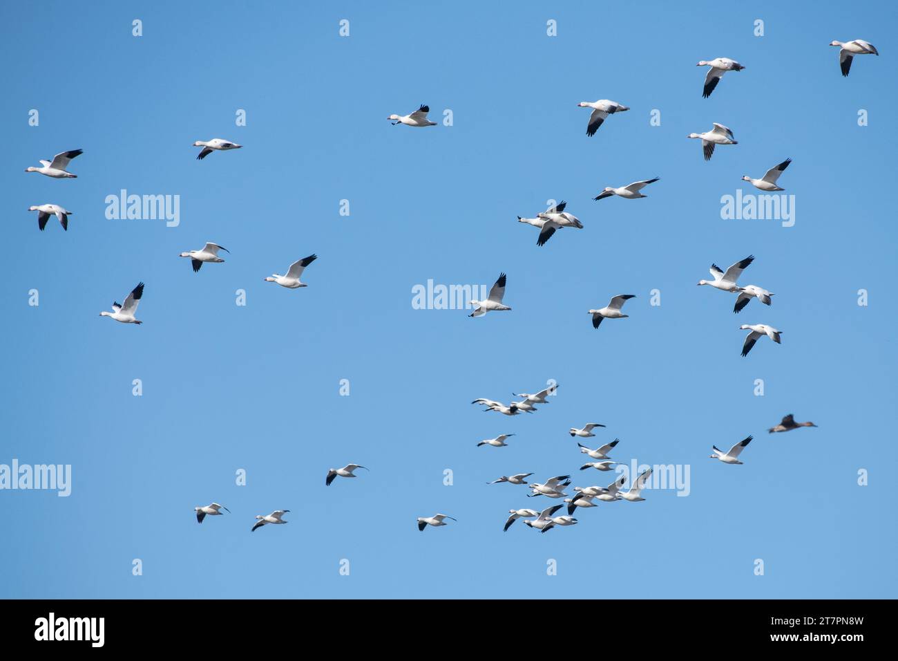 Schneegänse (Anser caerulescens), diese Gänseart besucht das Sacramento Wildlife Refuge in Kalifornien während ihrer Winterwanderung in großer Zahl. Stockfoto