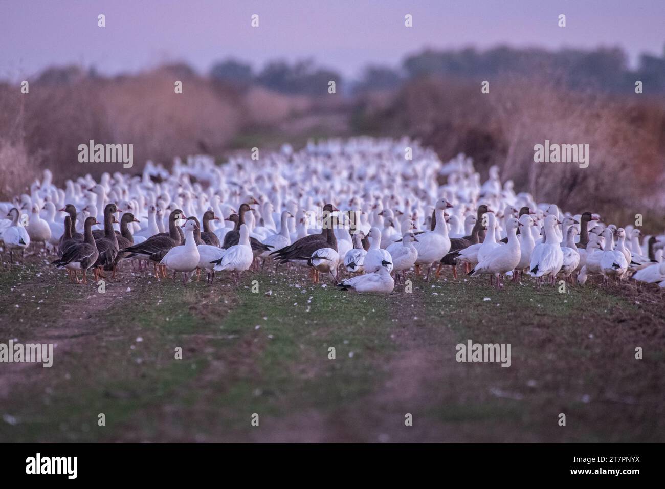 Gemischte Herde von Greater White-fronted Goose, Anser albifrons und Schneegänsen, Anser caerulescens, im Sacramento Wildlife Refuge in Kalifornien in der Abenddämmerung. Stockfoto