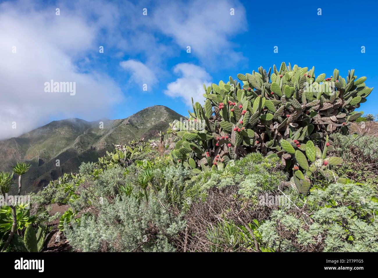 Vegetation mit Kaktusbirnen (Opuntia Ficus-indica), Teno-Berge, Teneriffa, Kanarische Inseln, Spanien Stockfoto