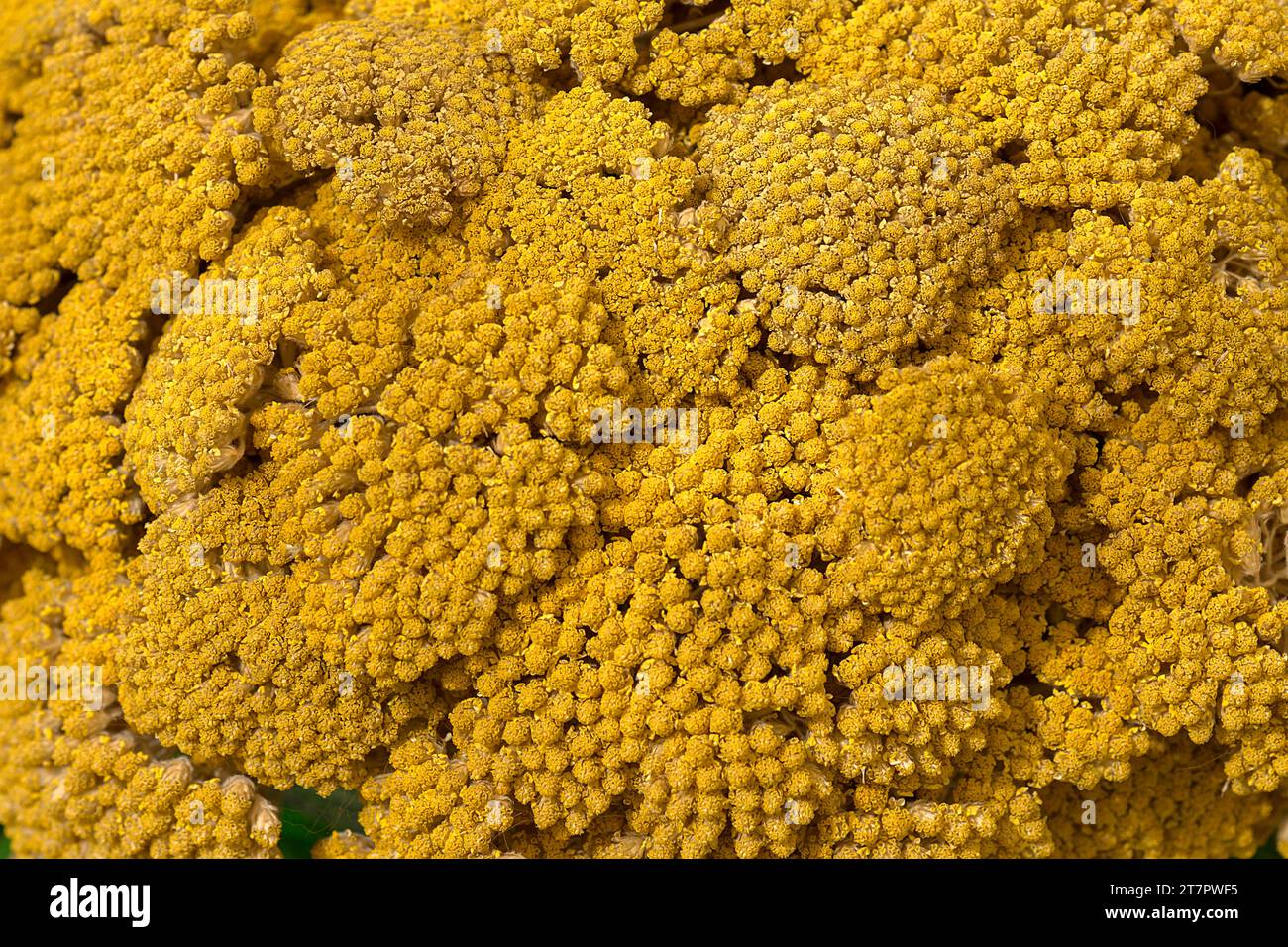 Blume einer gelben Schafgarbe (Achillea filipendulina), Nahaufnahme, Bayern, Deutschland Stockfoto
