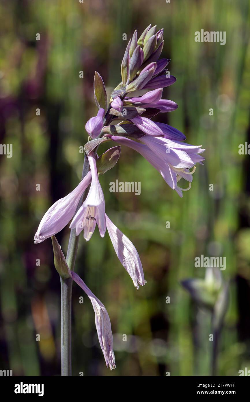 Blüten einer Hosta (Hosta), Bayern, Deutschland Stockfoto