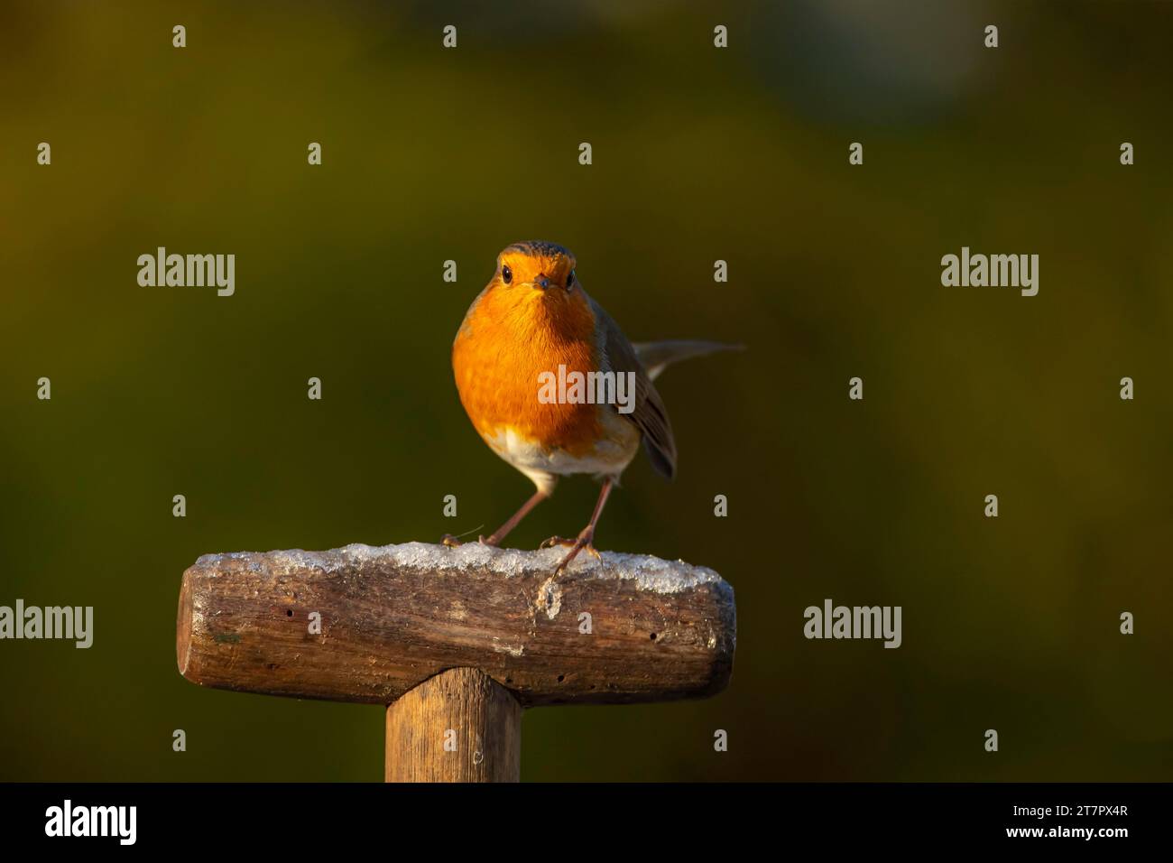 Europäischer rotkehlchen (Erithacus rubecula) ausgewachsener Vogel auf einem frostbedeckten Gartengabelgriff, Suffolk, England, Vereinigtes Königreich Stockfoto