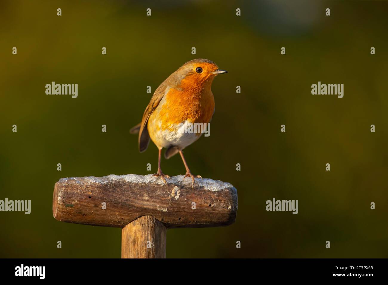 Europäischer rotkehlchen (Erithacus rubecula) ausgewachsener Vogel auf einem frostbedeckten Gartengabelgriff, Suffolk, England, Vereinigtes Königreich Stockfoto