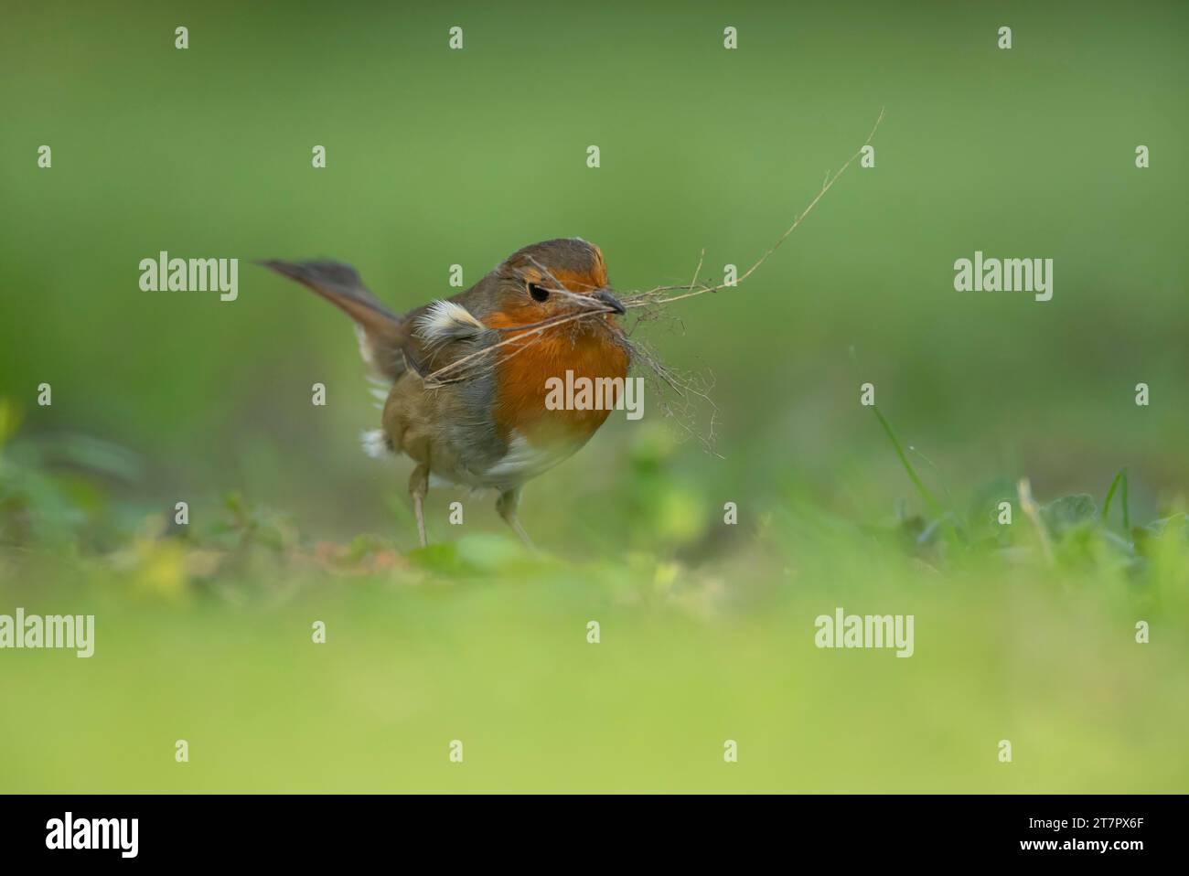 Europäischer robin (Erithacus rubecula) erwachsener Vogel, der in einem Garten Nistmaterial sammelt, Suffolk, England, Vereinigtes Königreich Stockfoto Europäischer robin (Erithacus rubecula) erwachsener Vogel, der in einem Garten Nistmaterial sammelt, Suffolk, England, Vereinigtes Königreich Stockfoto