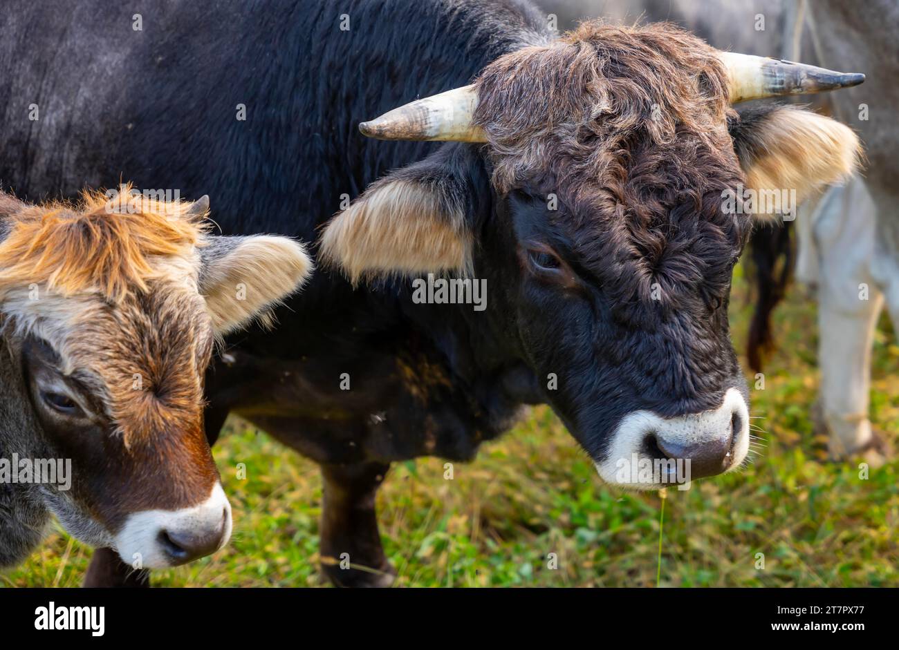 Niedlicher Stier und Kalbskuh auf dem Green Field in der Schweiz Stockfoto