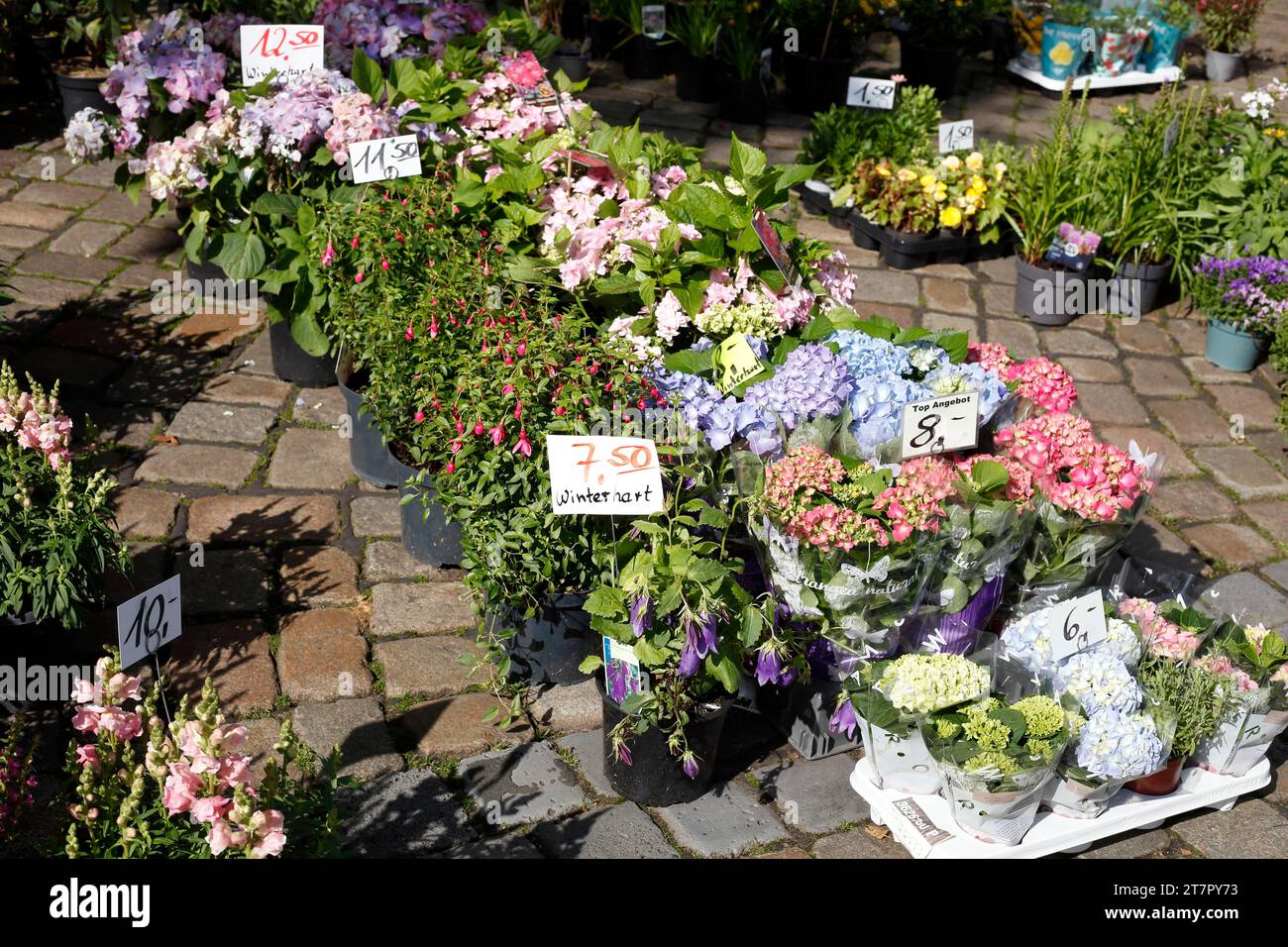Bunte blühende Blumen mit Preisschildern auf einem Blumenmarkt in Bremen Stockfoto