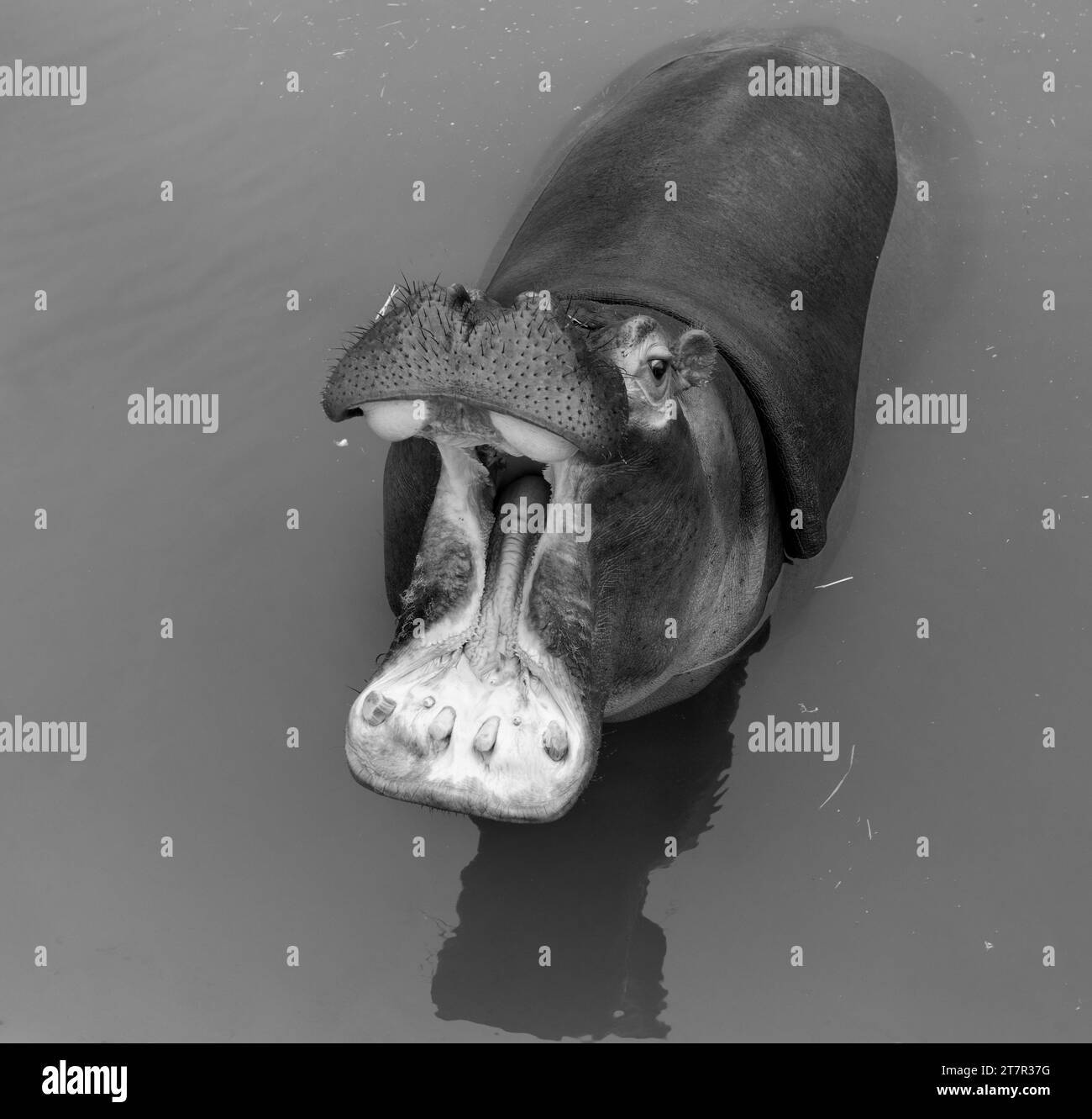 Ein riesiger Nilpferd im Wasser öffnet seinen Mund mit abgesägten Zähnen. Wildtiere in ihrem natürlichen Lebensraum. Afrikanische Tierwelt. Amphibien. Flusspferde - Th Stockfoto