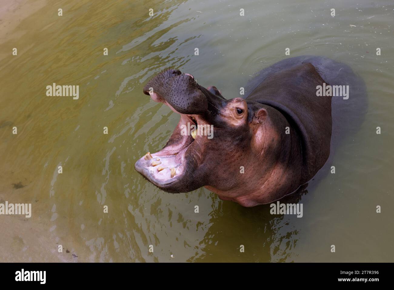 Ein riesiger Nilpferd im Wasser öffnet seinen Mund mit abgesägten Zähnen. Wildtiere in ihrem natürlichen Lebensraum. Afrikanische Tierwelt. Amphibien. Flusspferde - Th Stockfoto