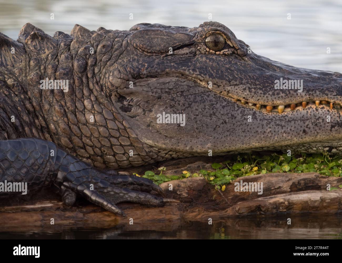 Äußerste Nahaufnahme von Kopf und Vorderbein eines amerikanischen Alligators, fotografiert im Profil in Louisiana. Stockfoto