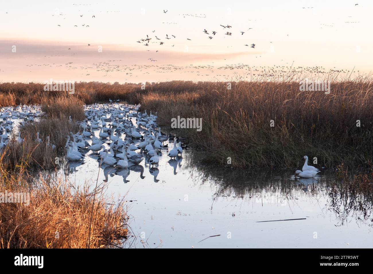 Schwärme von wandernden Schneegänsen (Anser caerulescens) überqueren und bewohnen das Sumpfgebiet des Sacramento Wildlife Refuge in Kalifornien. Stockfoto