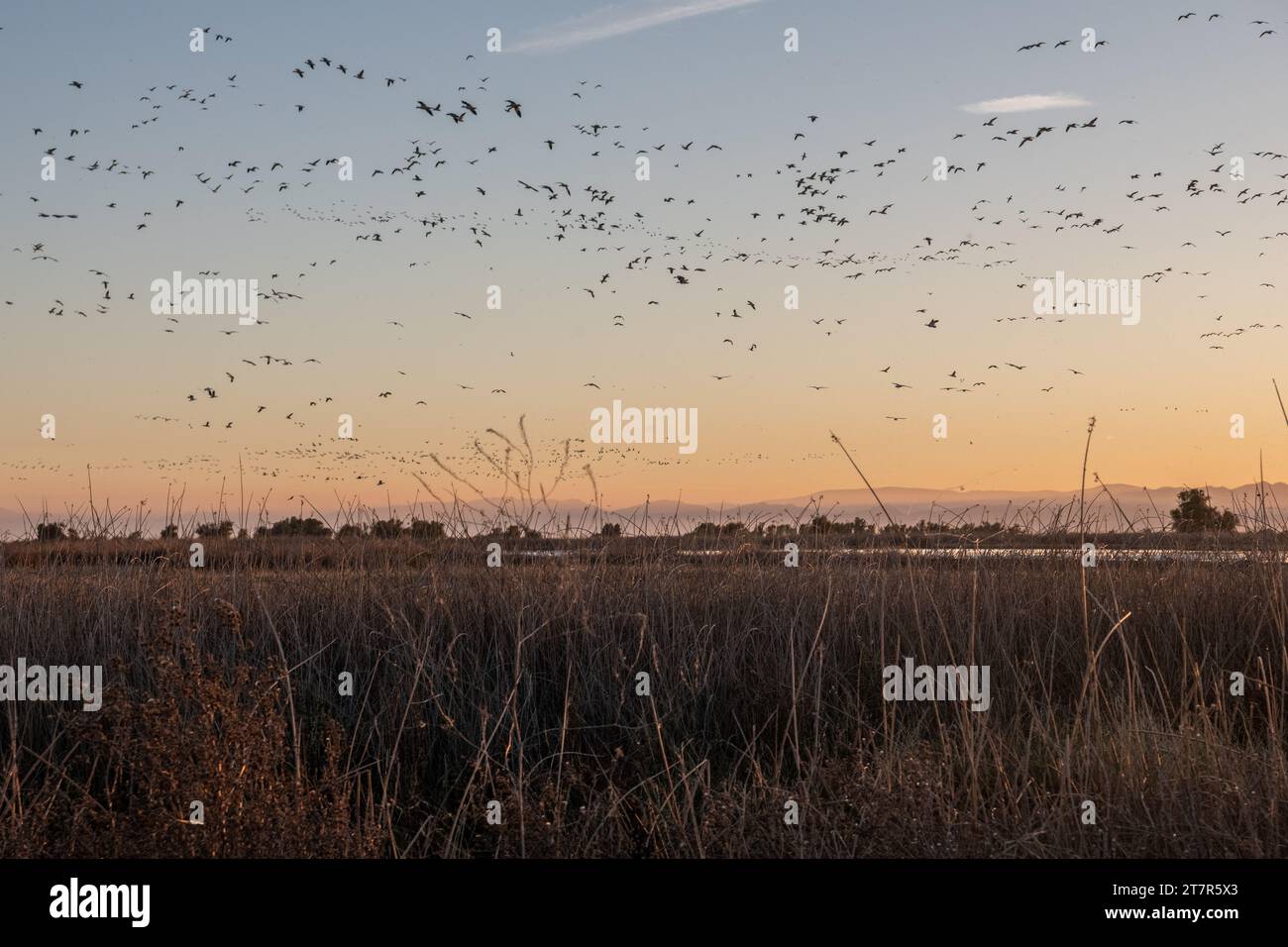 Schwärme von wandernden Schneegänsen (Anser caerulescens) überqueren und bewohnen das Sumpfgebiet des Sacramento Wildlife Refuge in Kalifornien. Stockfoto