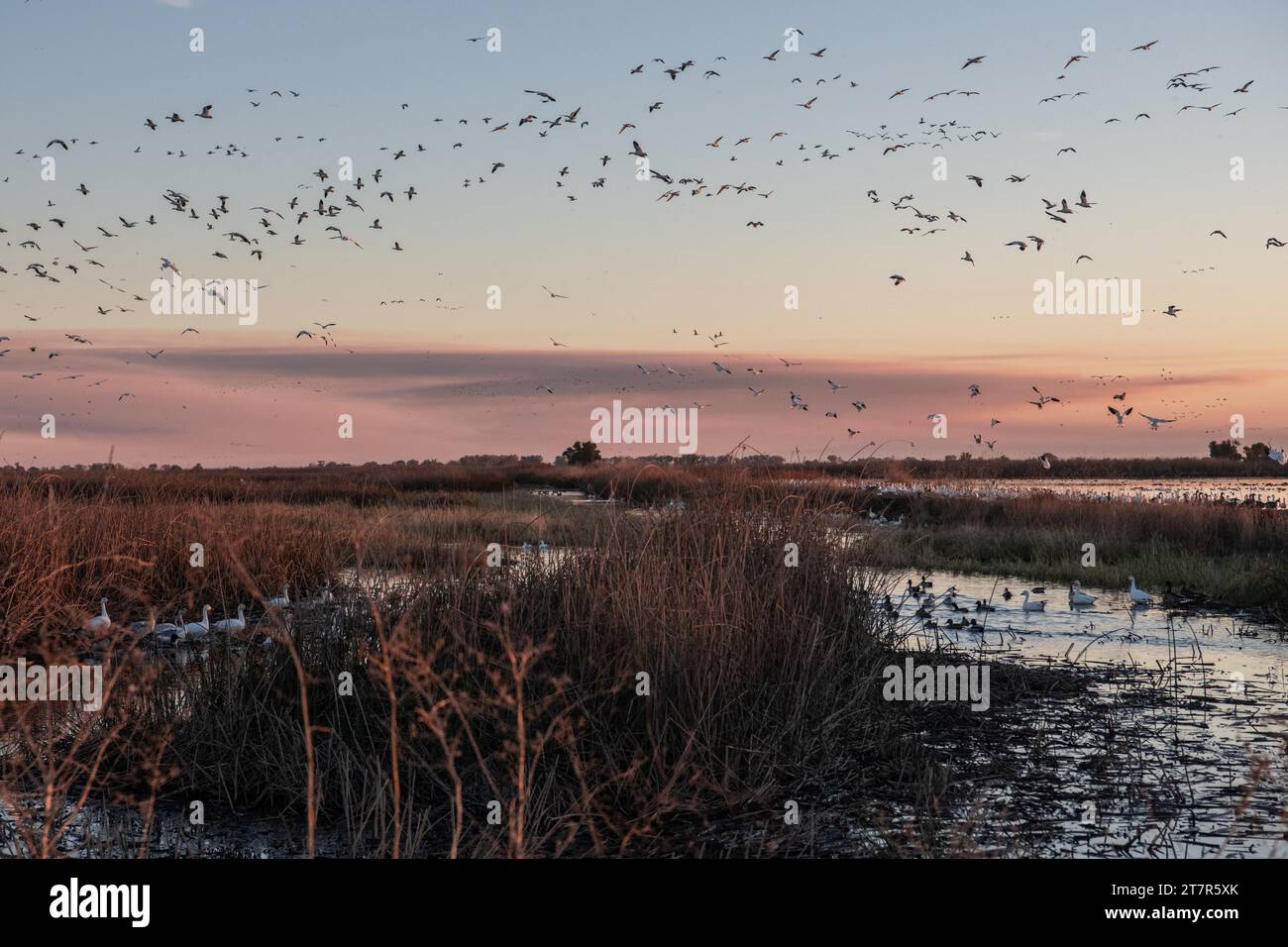 Schwärme von wandernden Schneegänsen (Anser caerulescens) überqueren und bewohnen das Sumpfgebiet des Sacramento Wildlife Refuge in Kalifornien. Stockfoto