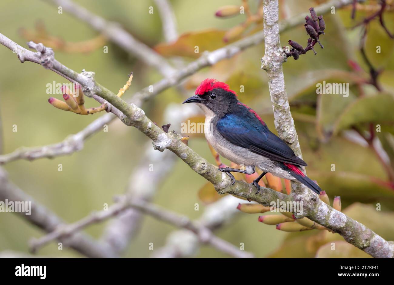 Der scharlachrote Blumenspecht ist eine Art von Passerinvogel aus der Familie der Dicaeidae. Dieses Foto wurde von Sundarbans, Bangladesch, aufgenommen. Stockfoto