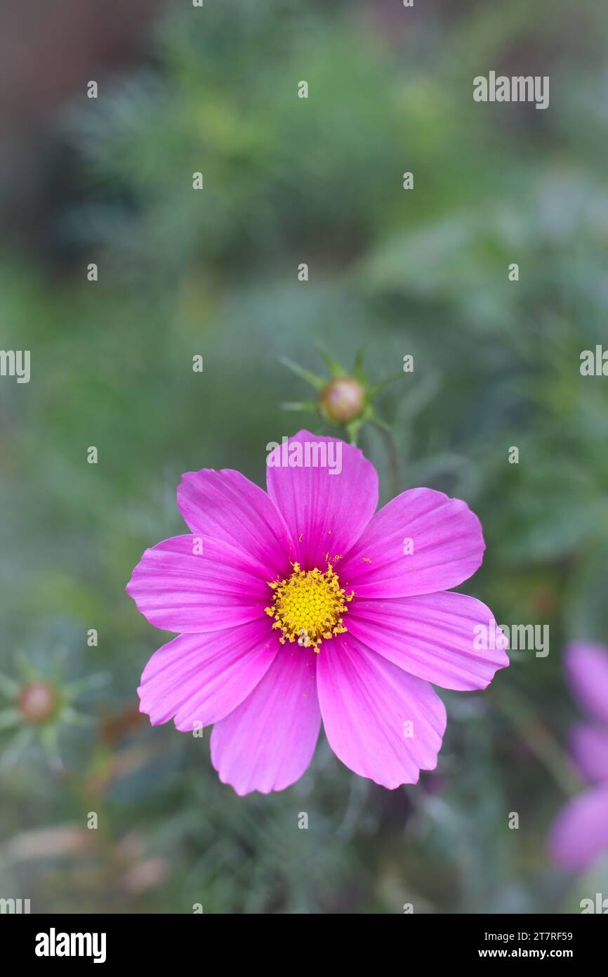 COSMOS-Blüte in der Natur. Rosafarbene Kosmos-Blume. Nahaufnahme. Stockfoto