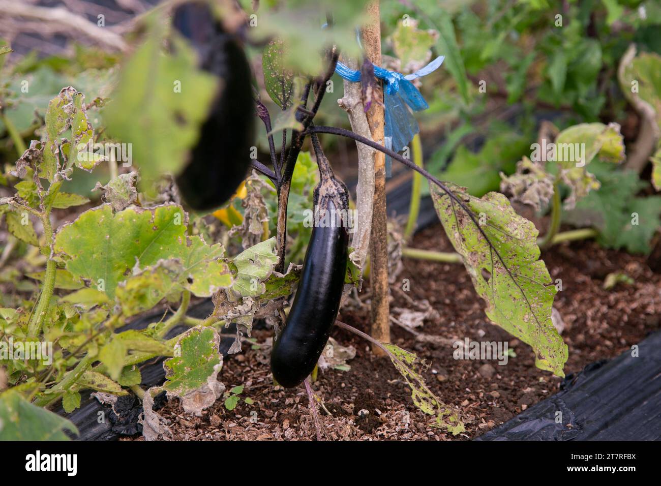 Japanische Auberginen in einem Garten auf der Insel Sado in Niigata, Japan. Stockfoto