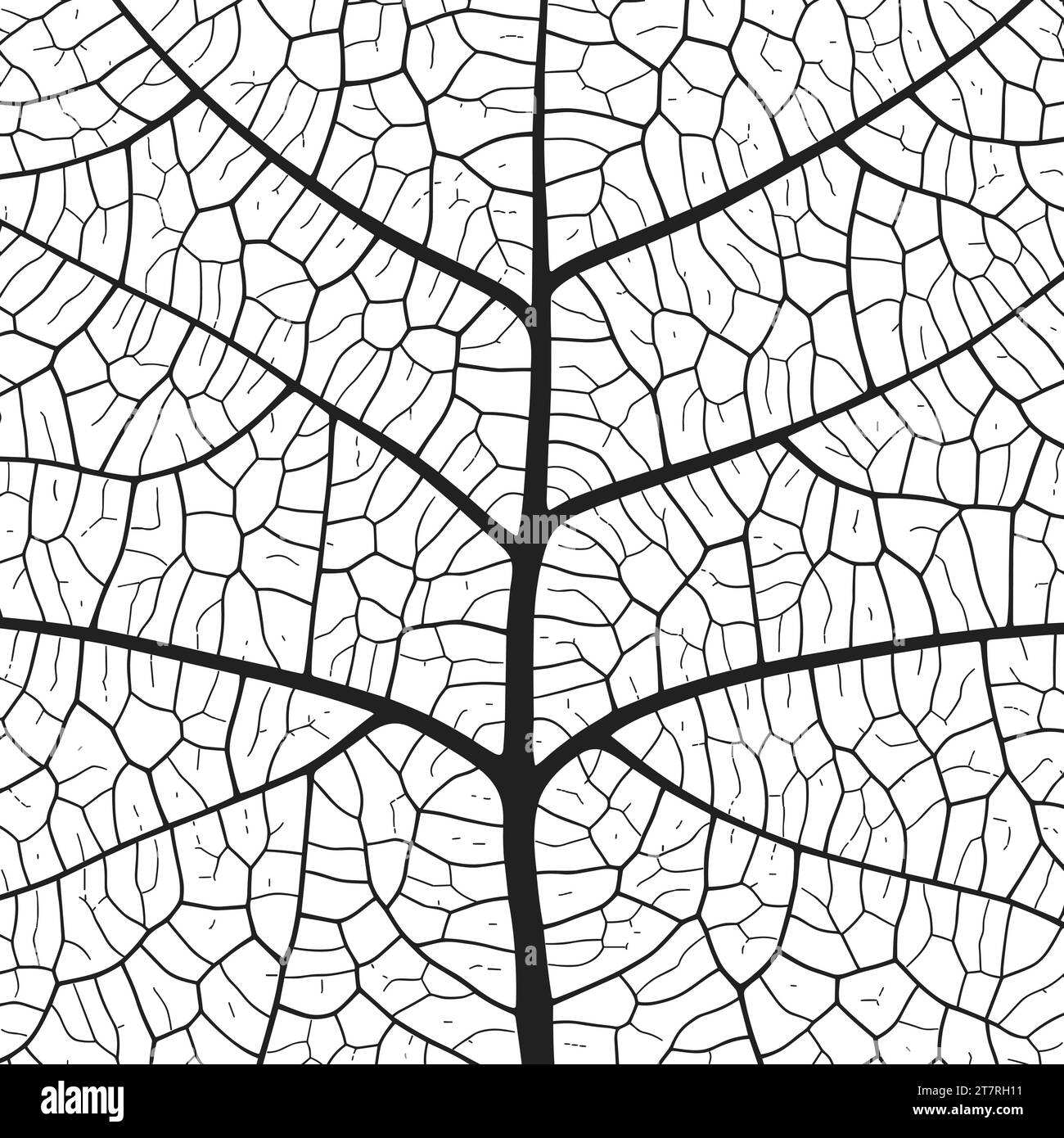Abstrakter Hintergrund der Blattadertextur mit Nahaufnahme der Blattzellen-Ornament-Textur. Schwarzes und weißes organisches makrolineares Muster der Natur Stock Vektor