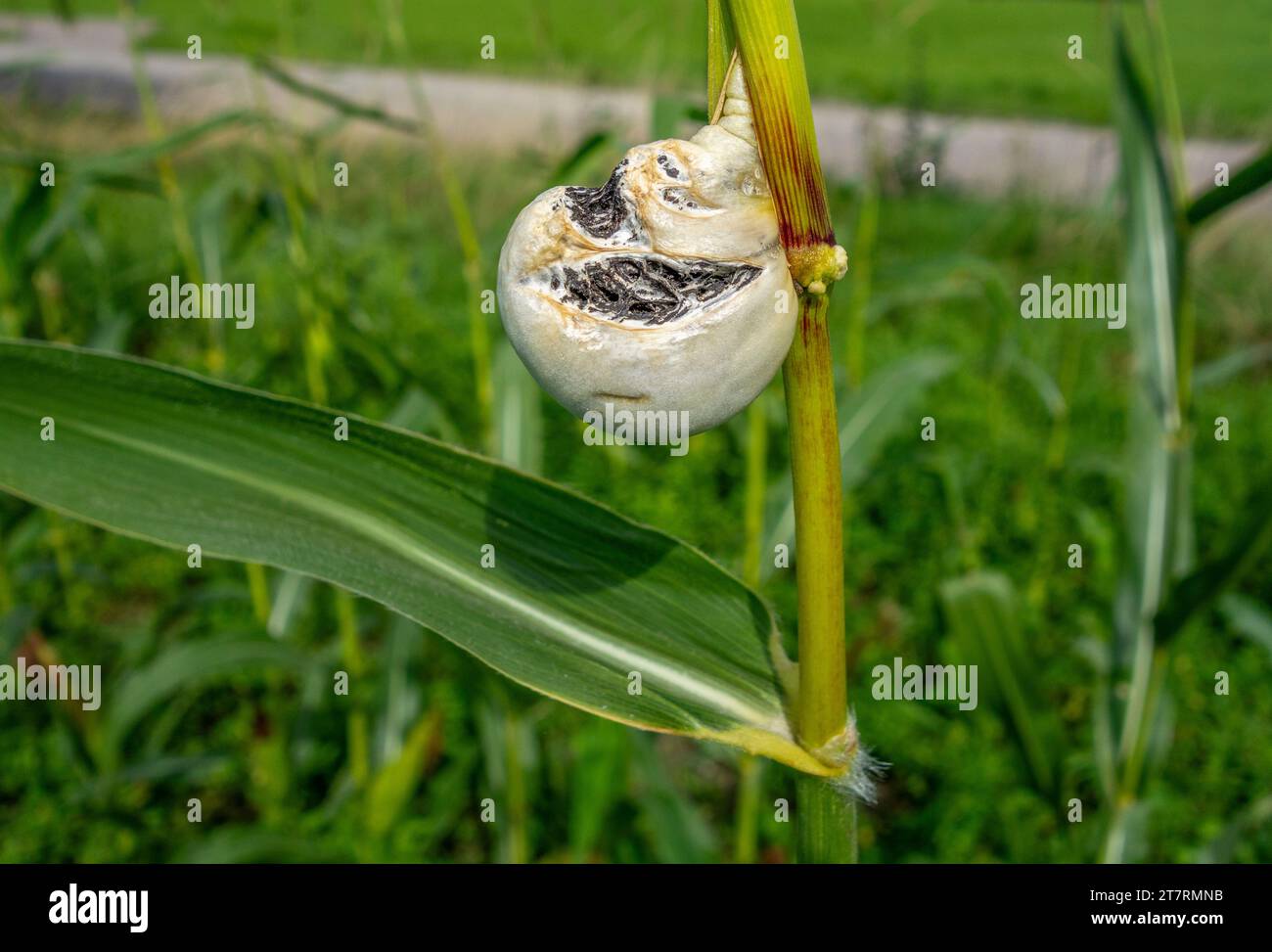 Gall einer Pflanzenkrankheit namens Maisschimmel, verursacht durch den pathogenen Pilz Ustilago maydis Stockfoto