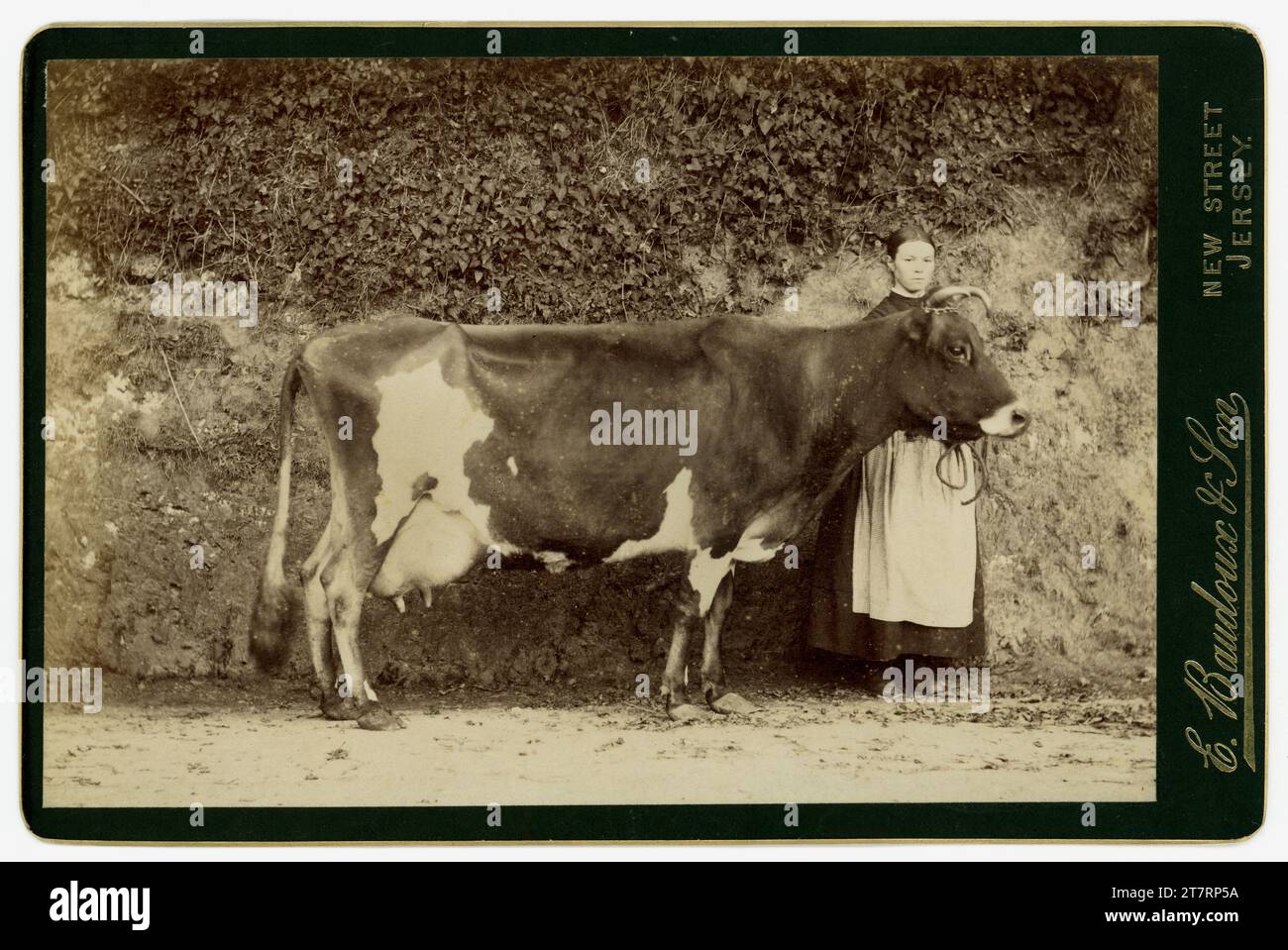 Originale, sehr klare Schrankkarte aus viktorianischer Zeit mit einer Schürze, die neben einer wunderschönen Alderney-Kuh steht, möglicherweise ein Preisträger. Fotografiert auf der Farm von dem damals bekannten Inselfotografen Ernest Baudoux & Son (der Sohn kam 1885 zu ihm). St. Helier, Jersey, die Kanalinseln. Es wird angenommen, dass es sich um eine Alderney-Kuh handelt. Die Alderney-Kuh stammt ursprünglich von den Kanalinseln und ist eine Kreuzung von Guernseys und Jerseys. Datiert auf 1885, 1886 oder 1887. Stockfoto