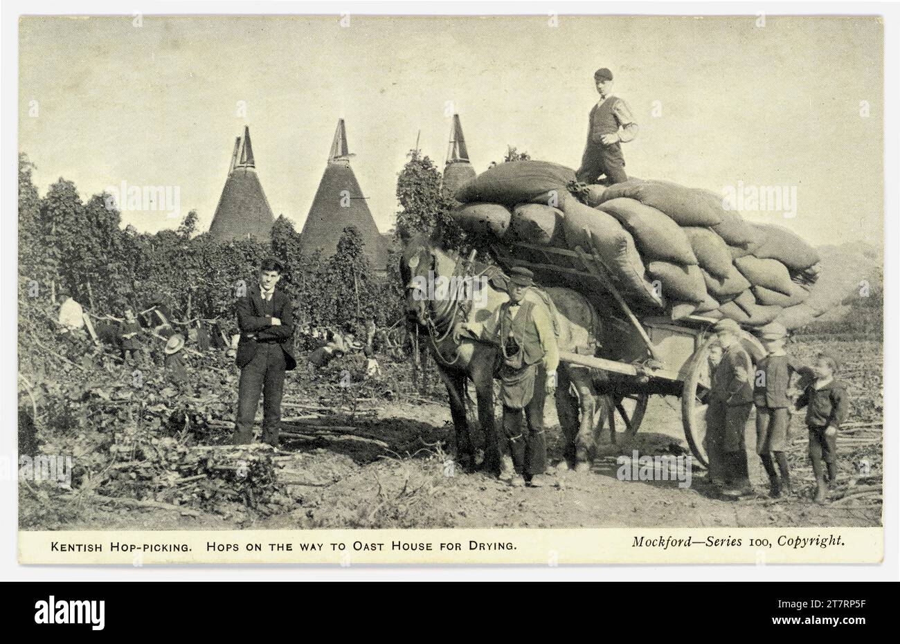 Original Postkartenhopfen auf Pferdewagen - Hopfen auf dem Weg zum Oast House zum Trocknen, Kent, um 1905. Stockfoto