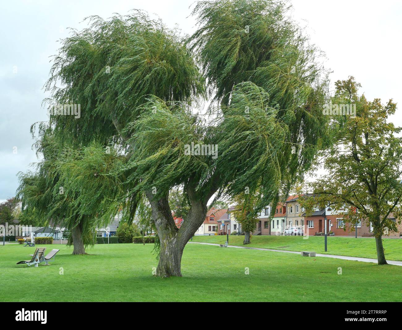 Willow trotzt dem Sturm, seine langen, geschmeidigen Äste hängen wie Seile von den Hauptbeinen und peitschen in Windrichtung. Stockfoto
