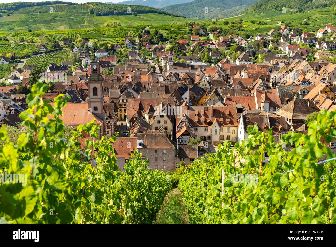 Blick über die Weinberge nach Riquewihr, Elsass, Frankreich | Blick über die Weinberge nach Riquewihr, Elsass, Frankreich Stockfoto