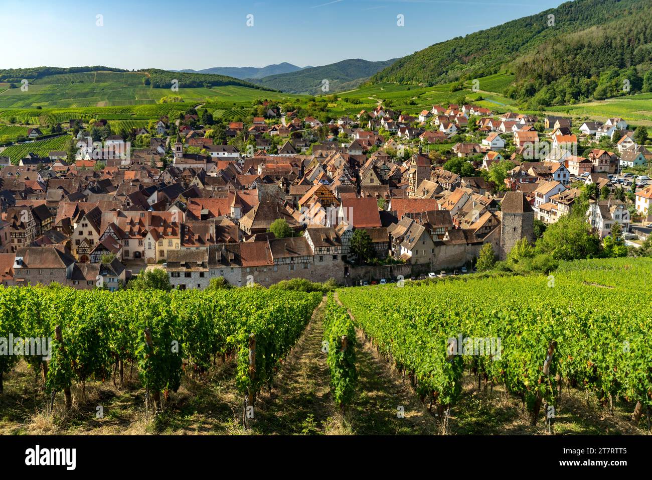 Blick über die Weinberge nach Riquewihr, Elsass, Frankreich | Blick über die Weinberge nach Riquewihr, Elsass, Frankreich Stockfoto