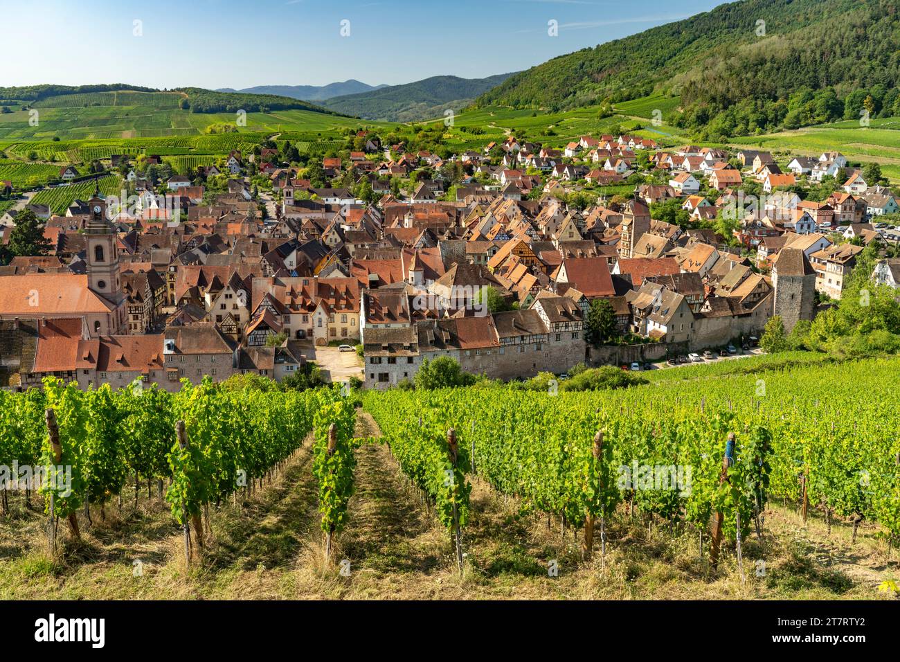 Blick über die Weinberge nach Riquewihr, Elsass, Frankreich | Blick über die Weinberge nach Riquewihr, Elsass, Frankreich Stockfoto