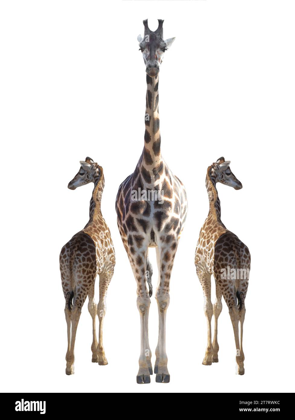 Mutter Giraffe mit kleinen Giraffen isoliert auf weißem Hintergrund Stockfoto