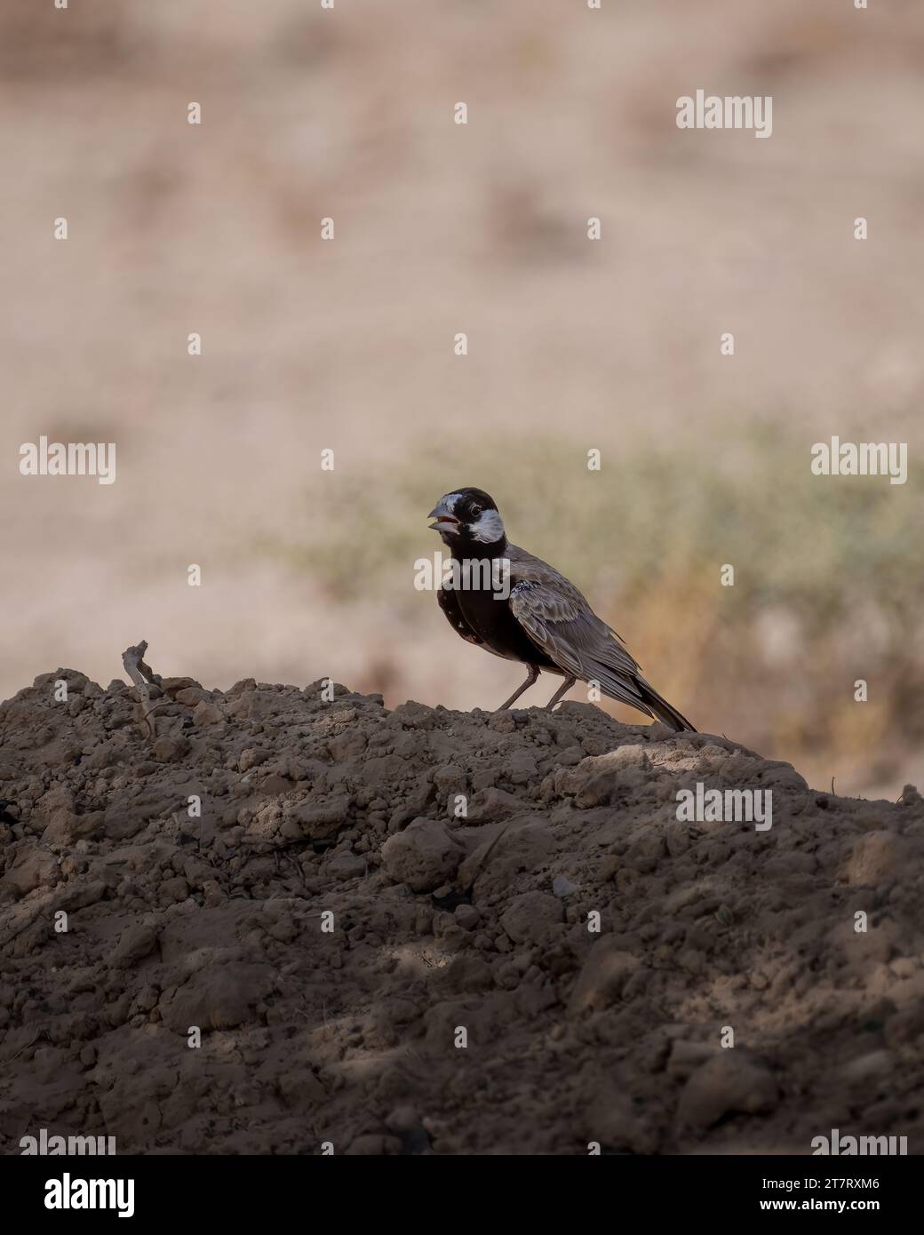 Eine einsame Schwarzkronen-Spatzenlarche (Eremopterix nigriceps), die auf einem Erdhügel im Schatten eines Baumes am Al Marmoon DCR in Dubai, United AR, ruht Stockfoto